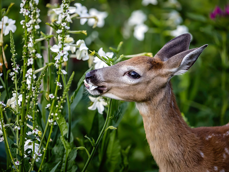Rådjur som äter blommor i trädgården - AS