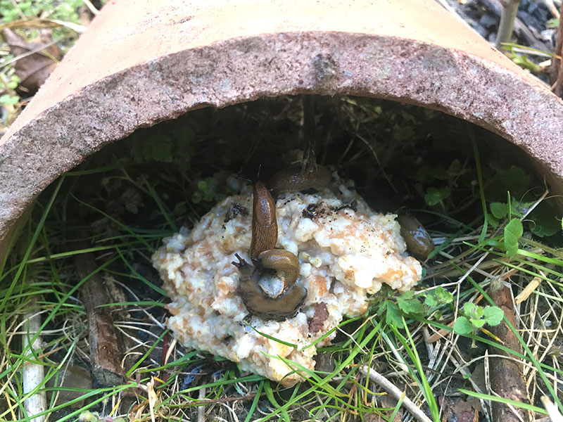 nematoder i gröt mot mördarsnigel