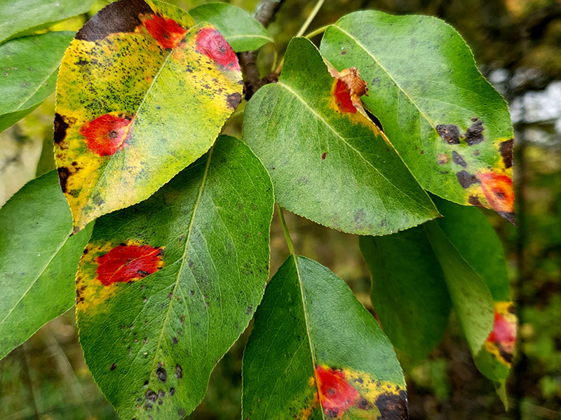 Päronrost med röda fläckar på päronträdets blad