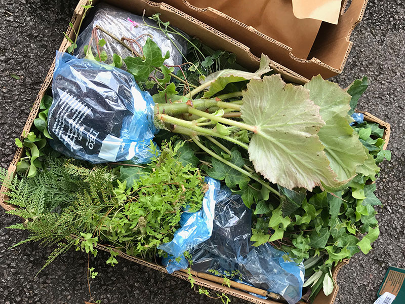 Nedpackade växter och sticklingar utomlands för hemfärd