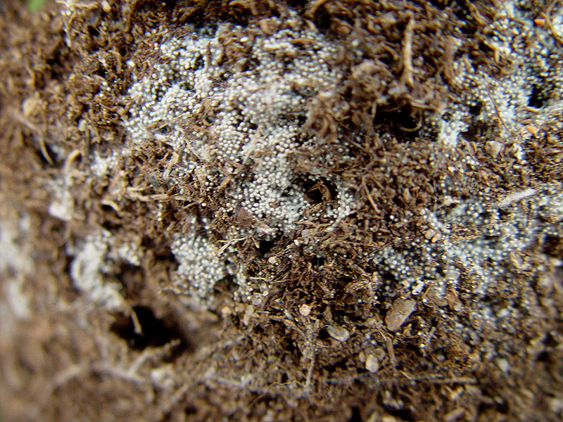 'jordmögel' eller ofarlig svam i botten av blomkrukan