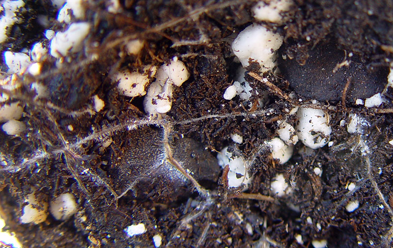 Spår av rotlöss i jorden tillsammans med bitar av perlite