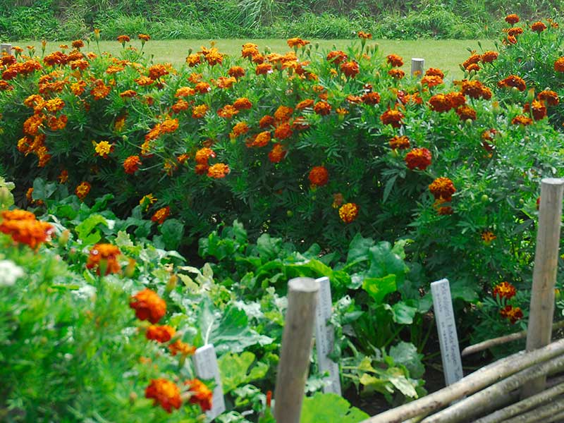 tagetes samodling med rotfrukter - x