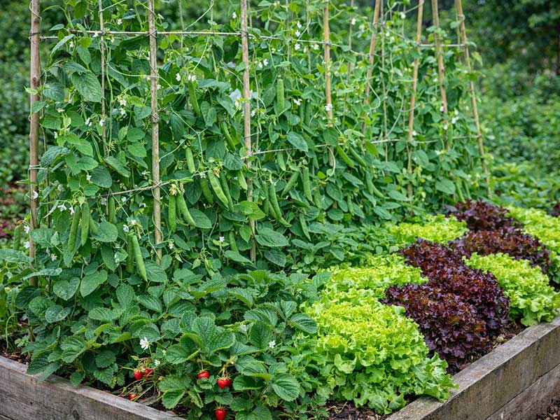 Samodling med baljväxter, jordgubbar och sallat