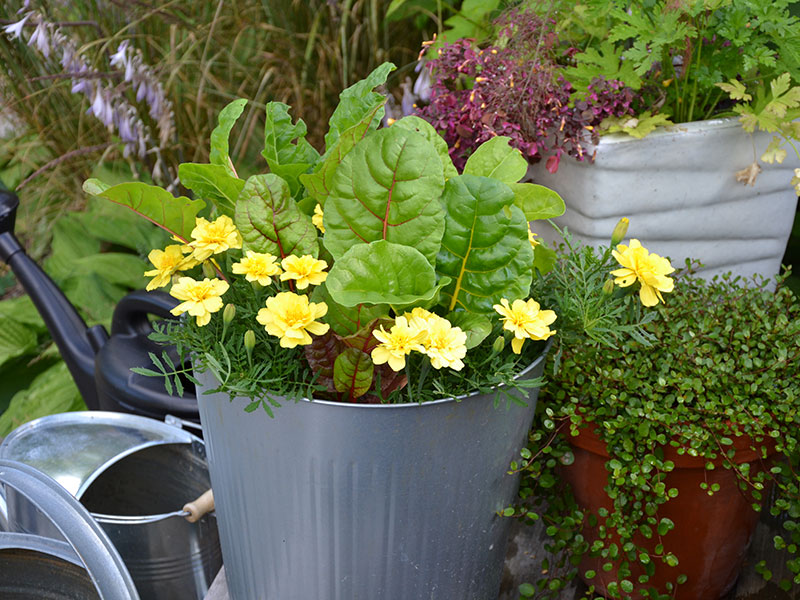 Samodling i kruka med mangold och tagetes - KR