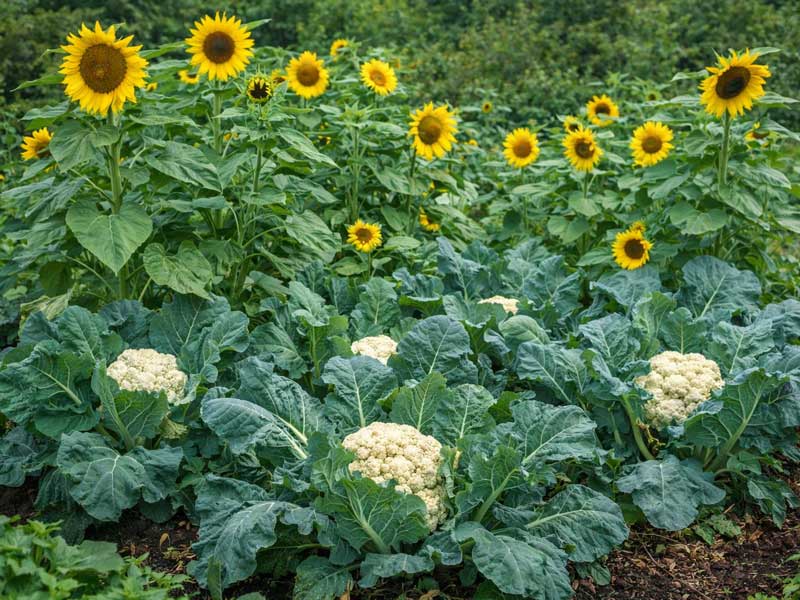 Samodling med solros och blomkål