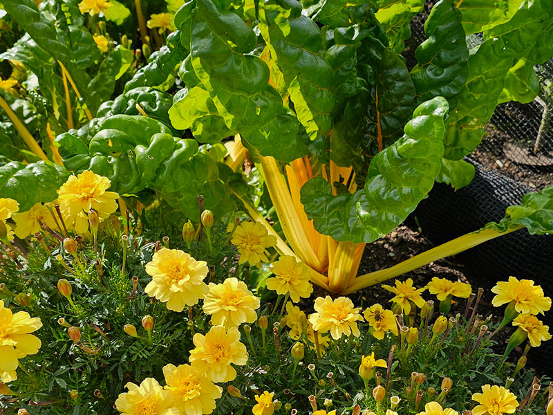 Samodling med tagetes och mangold - LL