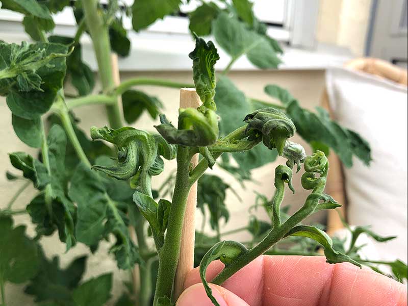 Ihoprullade, missformade blad på tomat