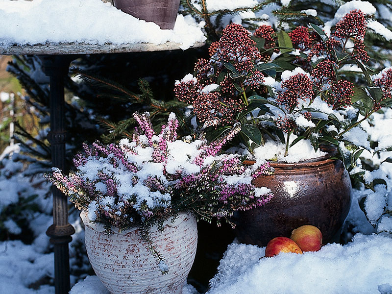 Utekruka på balkong vinter