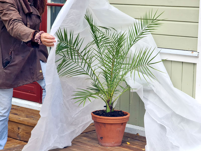 Fiberduk skyddar palm mot frosten - LS