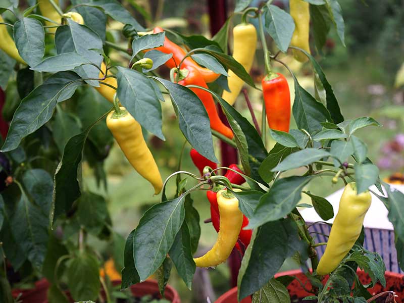 Chiliplanta Chiliplanta