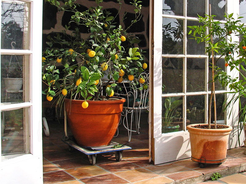 Övervintring av medelhavsväxter citronträd i kruka