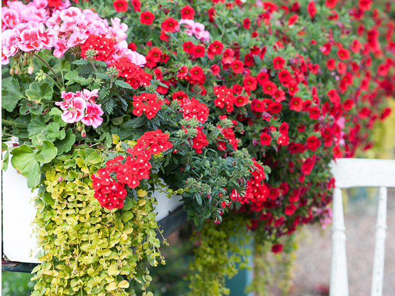 Balkonglåda med petunia, pelargon och verbena