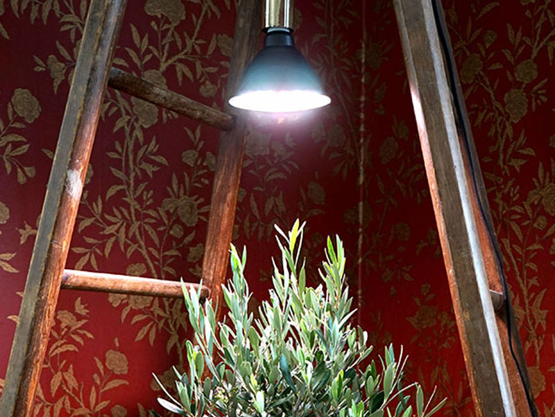 Växtlampa till olivträd inomhus på vintern - LS