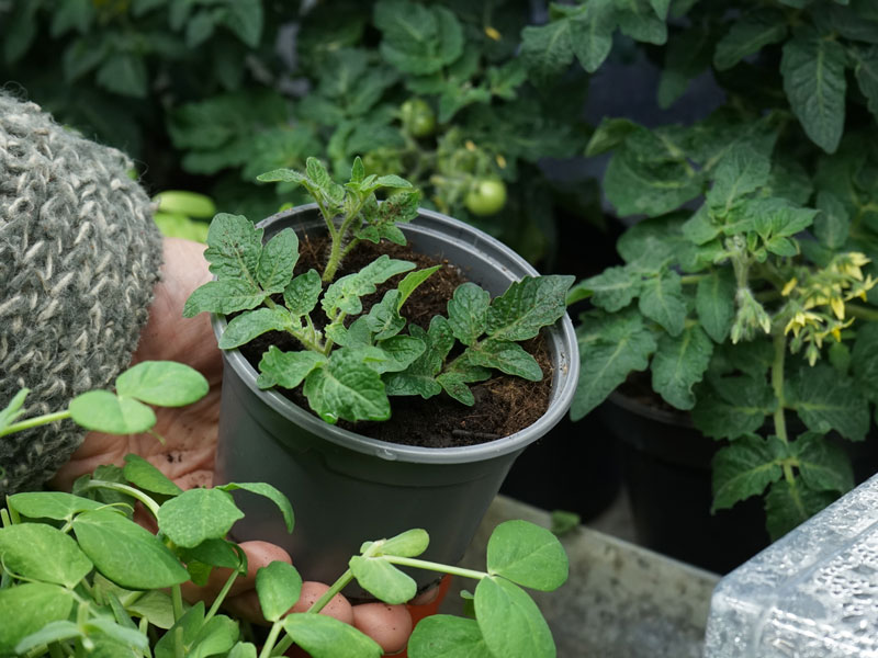 Övervintrad tomat med stickling - LS