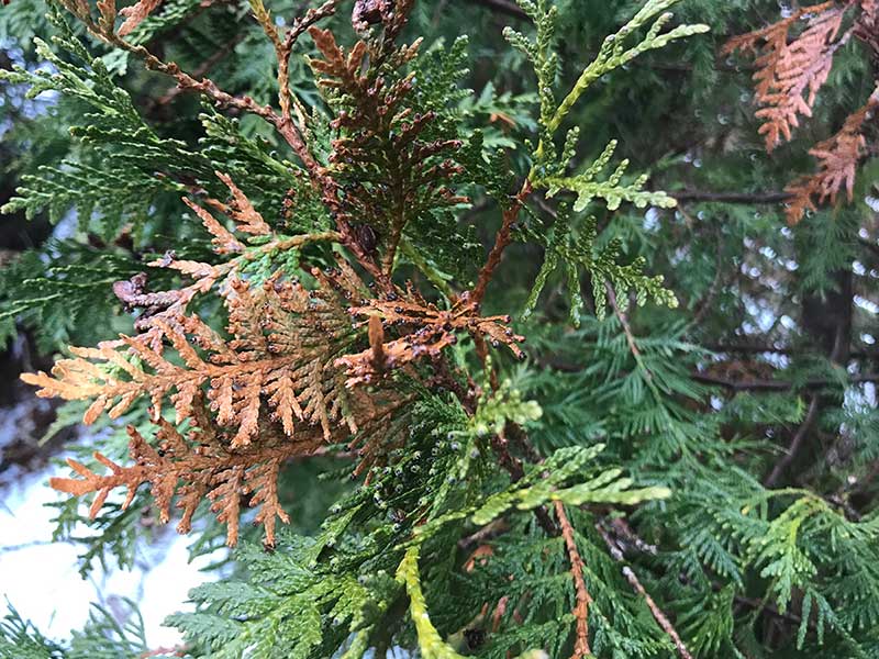 Brännskadad thuja av vårsolen på vårvintern