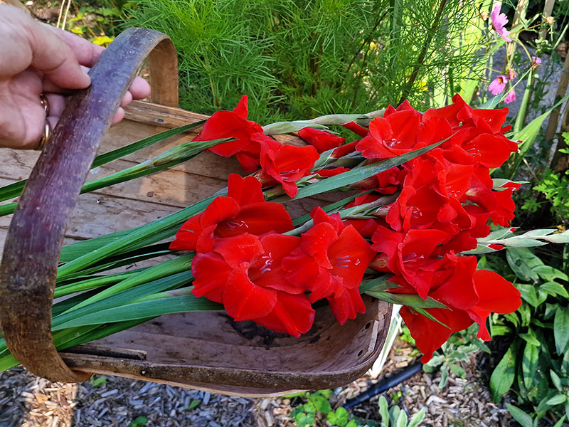 Gladiolus plockade i korg