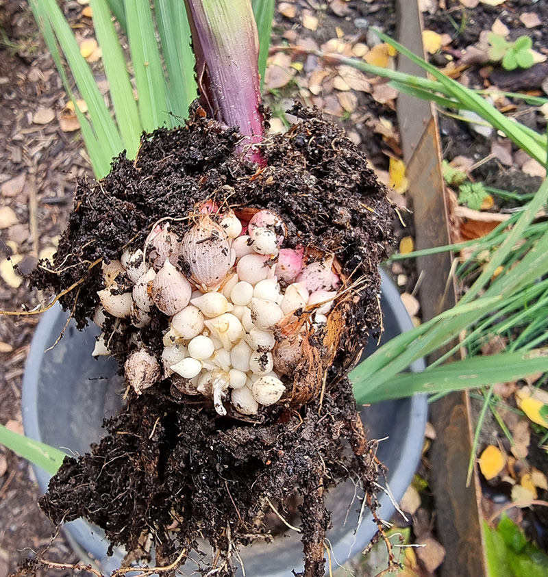 Uppgrävd gladiolusknöl