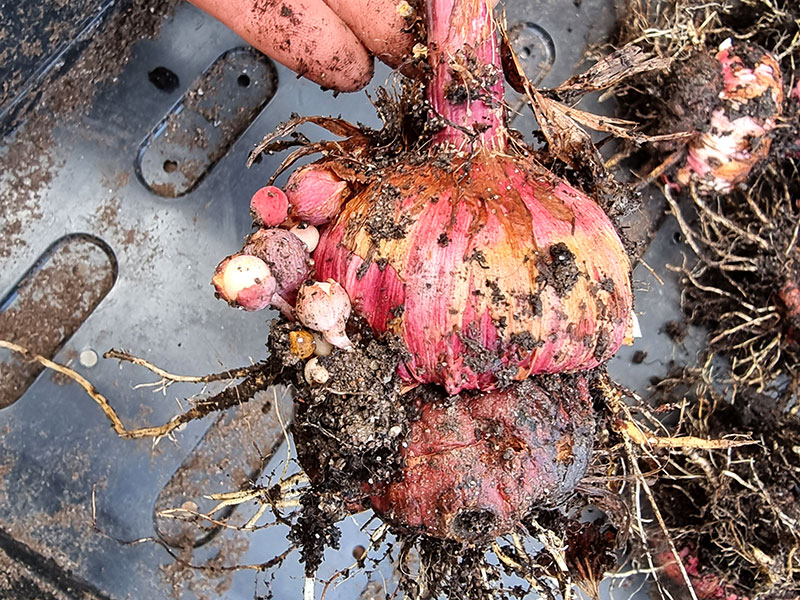 Gladiolusknöl uppgrävd med småknölar