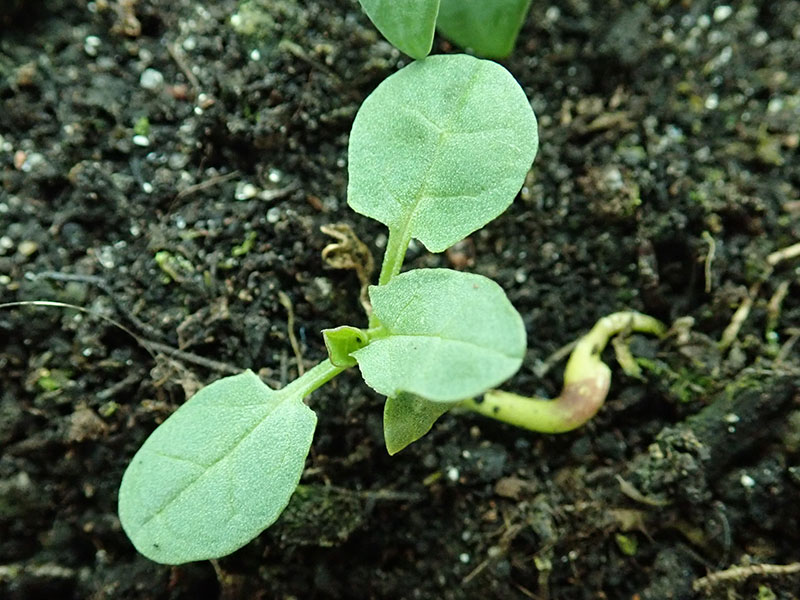 Fröplanta av åkervinda - x