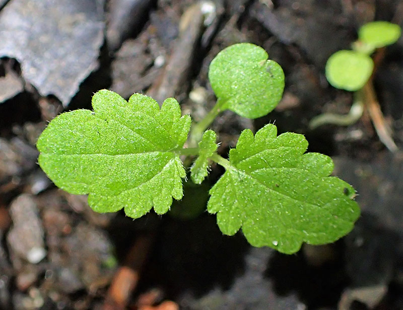 Fröplanta av brännässla ogräs - x