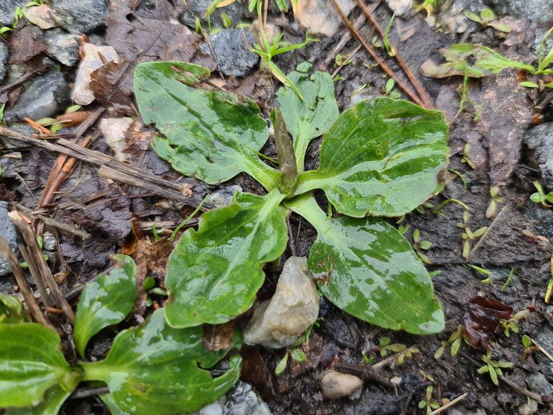 Fröplantor av groblad - LS