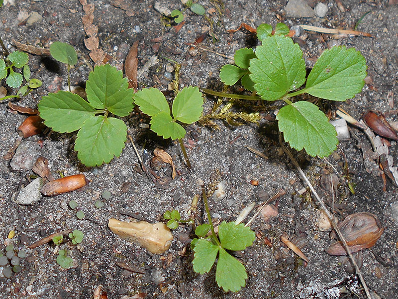 Groddplanta av kirskål - x