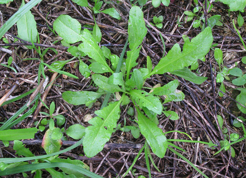 Fröplanta av lomme - x