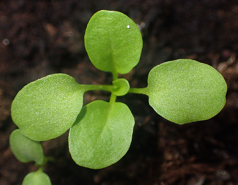 Fröplanta av penningört - x