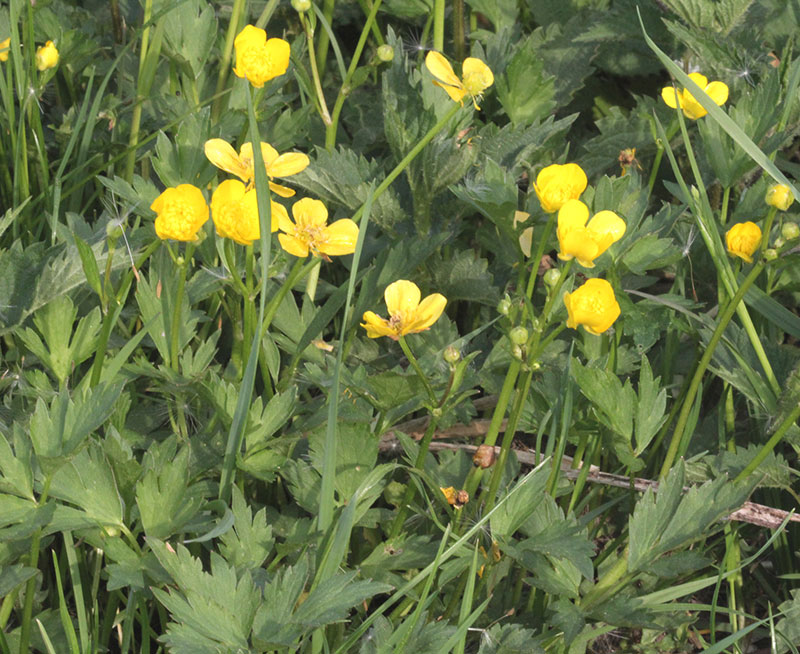 Revsmörblomma ogräs med gula blommor