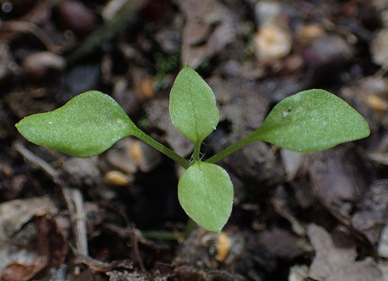 Våtarv ogräs som fröplanta - x