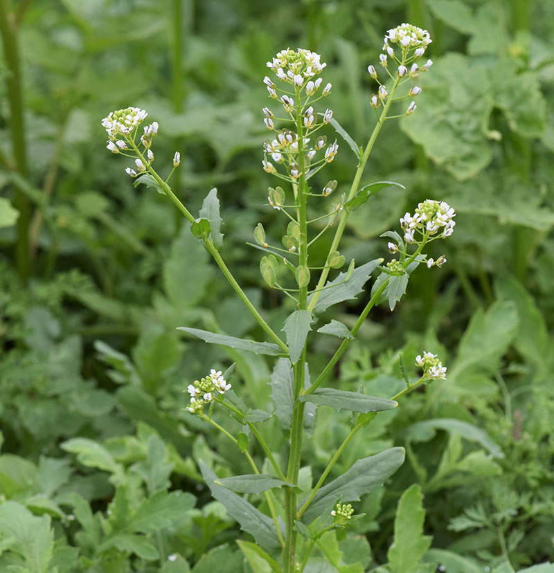 Penningört med vita blommor - x