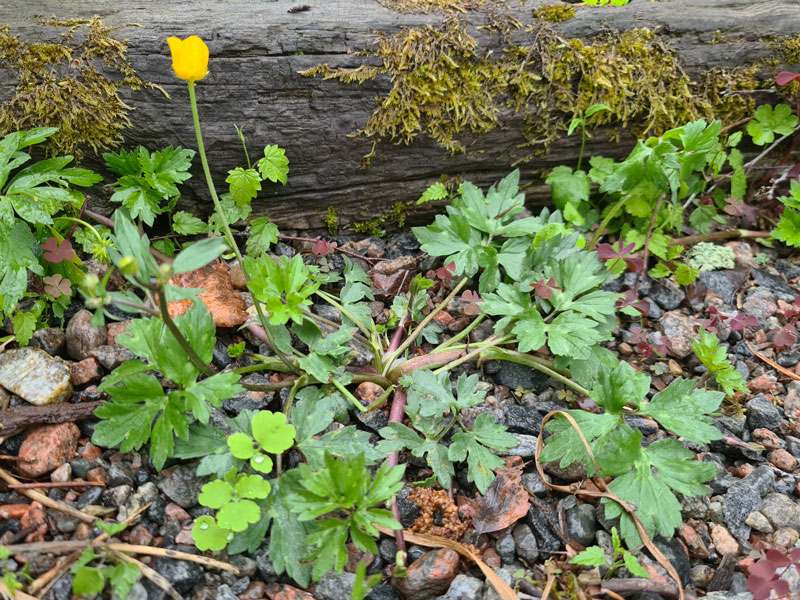 Revsmörblomma ogräs med gula blommor - LS