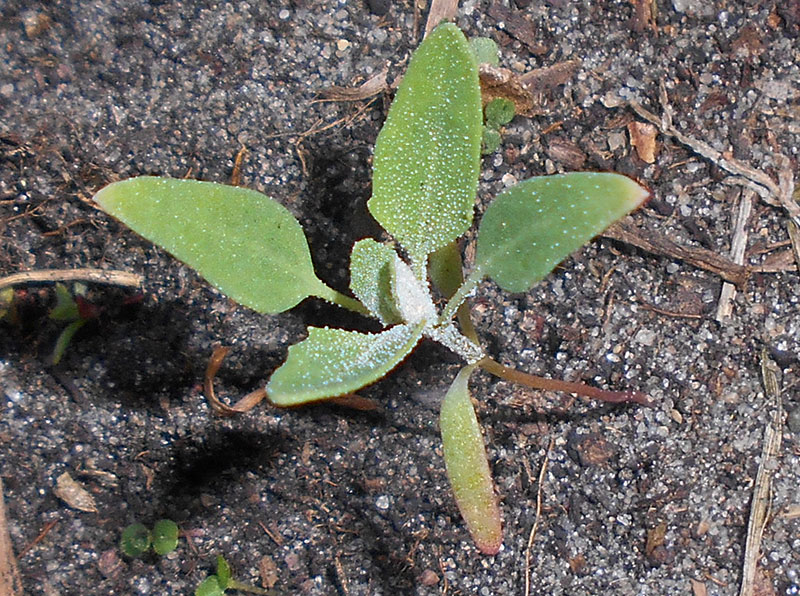 Fröplanta av ogräs svinmålla - x