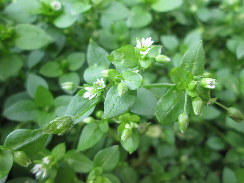 Våtarv ogräs med vita blommor - x