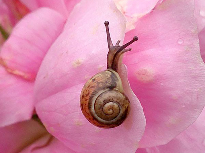 Liten snigel på en rosa ros