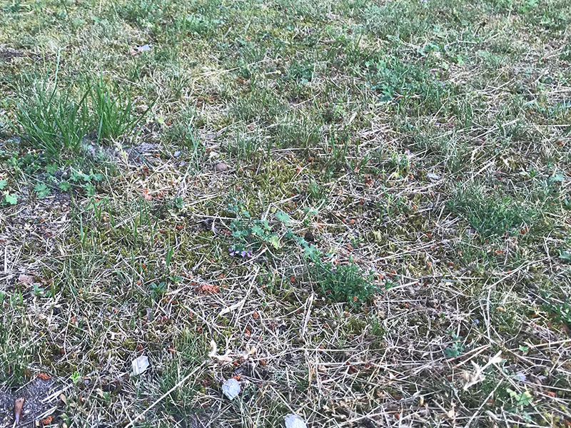 Dålig gräsmatta efter torka och med mossa
