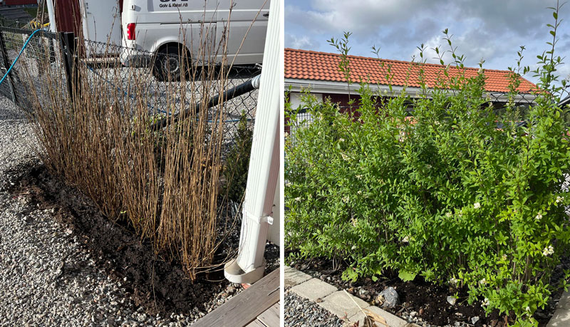 Plantering av barrotad liguster - JM Plantering av barrotad liguster - JM