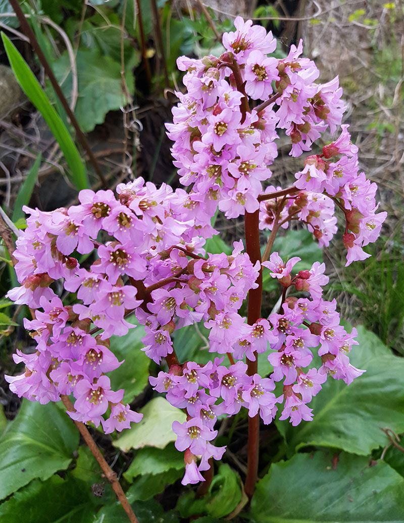 Hjärtbergenia 'Möja'