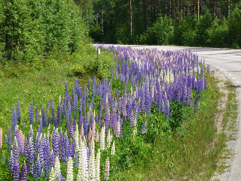 Svar på frågor om att handla växter på nätet Wexthuset