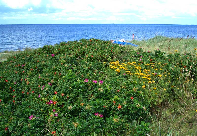 Vresros invasiv art vid strand