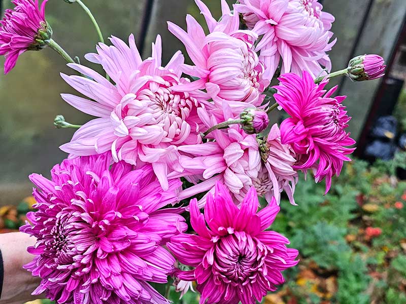 Krysantemum rosa och cerise