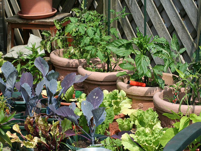 Krukodling av grönsaker i köksträdgård