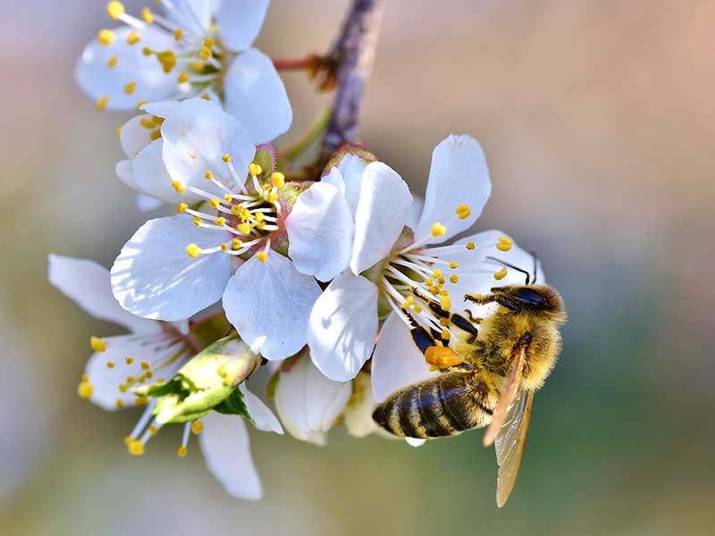 Pollinering av körsbärsblomma med bi