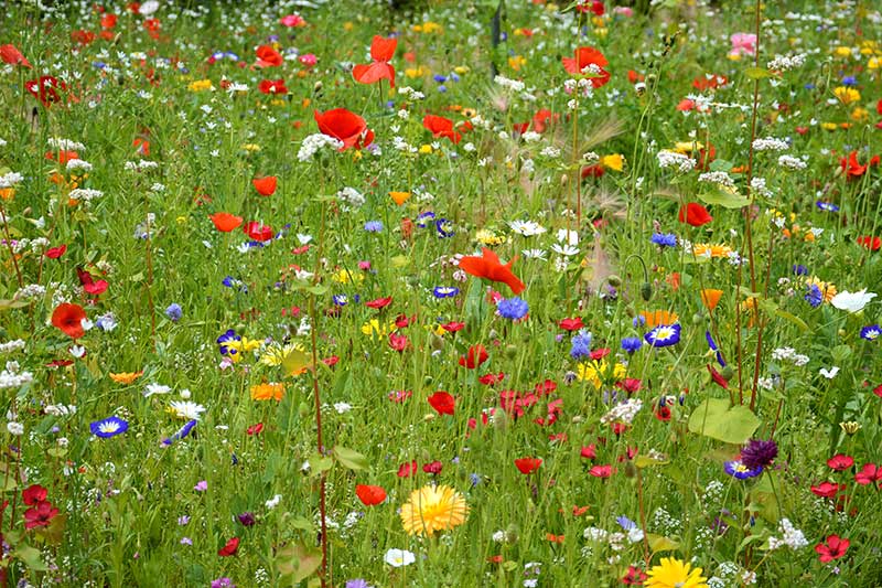 Ängsblommor för pollinering