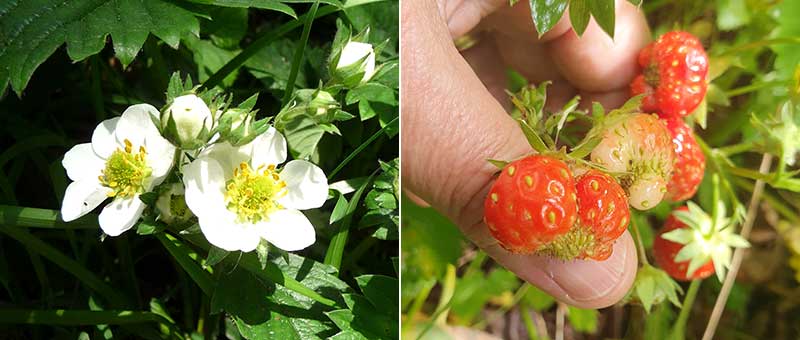 Jordgubbe blomma och frukt med dålig pollinering