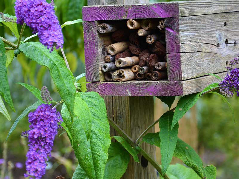 Insektshotell av bambupinnar till pollinerande insekter