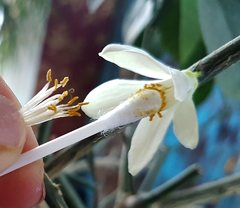 Konstgjord pollinering a citrus med tops - LL