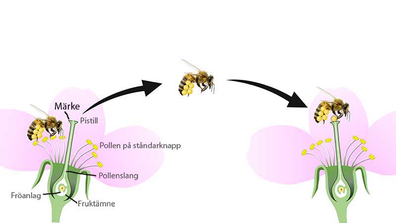 Illustration av hur pollinering fungerar - x