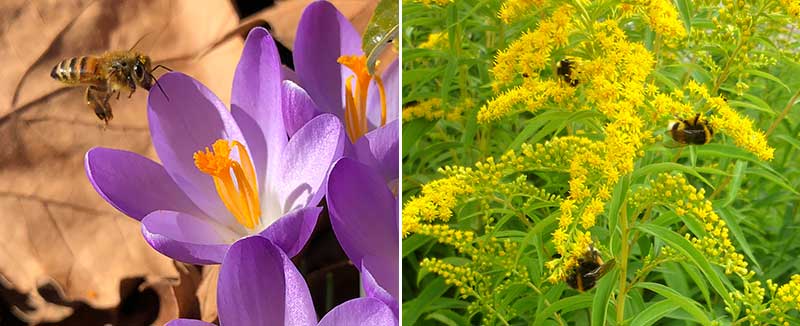 Pollinering av krokus och gulris med humlor och bin